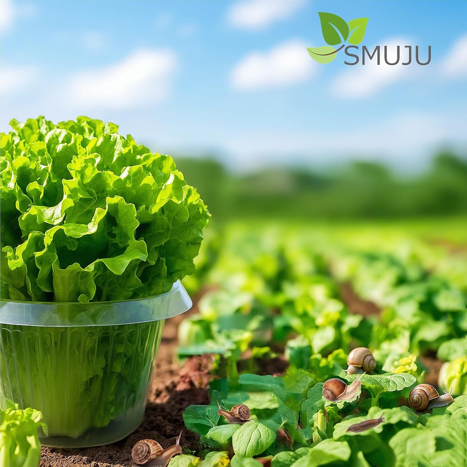 kolnierz-slimakowy-ogrod-2